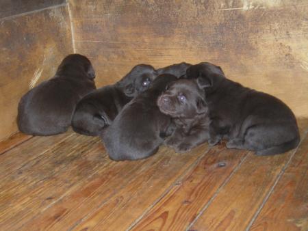 BB Labrador � 3 semaines