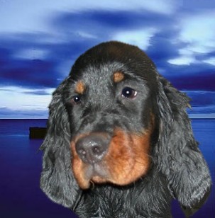 BLACK-COMET DU GOURG D'ENFER