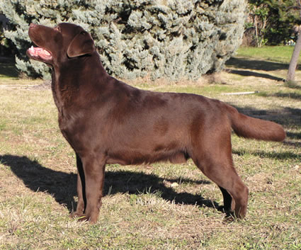 VERTICAL CLIFF OF EVERGREEN OAK