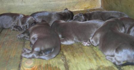 BEBES Labrador chocolat