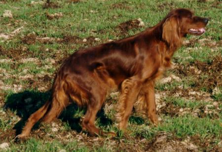 ISBA DES GRANDES ORIGINES