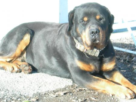 Le gardien du chenil