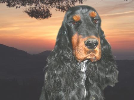 ASCOTT DES MONTS DE CAUX