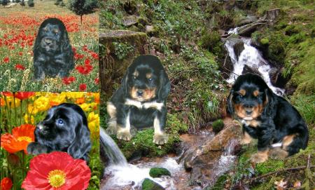 B�b�s Cocker 2 mois