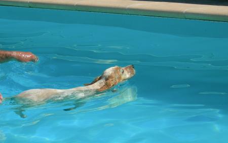 CURLY DANS LA PISCINE