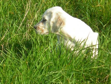 CA�RA DU GOURG D'ENFER (3 Mois)