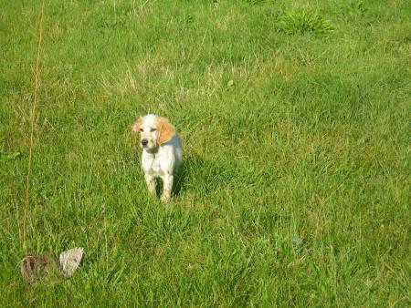 CURLY DU GOURG D'ENFER (3 Mois)
