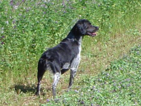 Bronca du Gourg d'Enfer