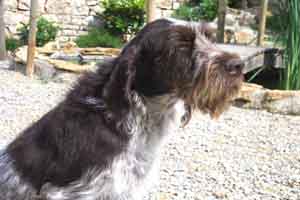 Ready des Grandes Origines